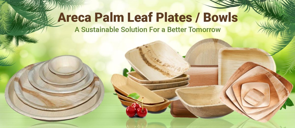 areca areca
